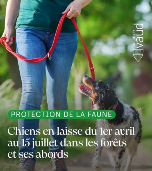 Pourquoi, quand et où tenir mon chien en laisse ?