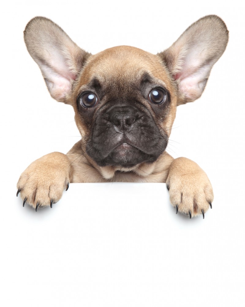 Inscription des chiens
